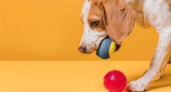 I-10-migliori-negozi-di-giocattoli-per-cani-in-Italia