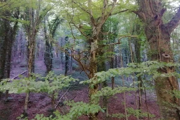 Bosque Umbra