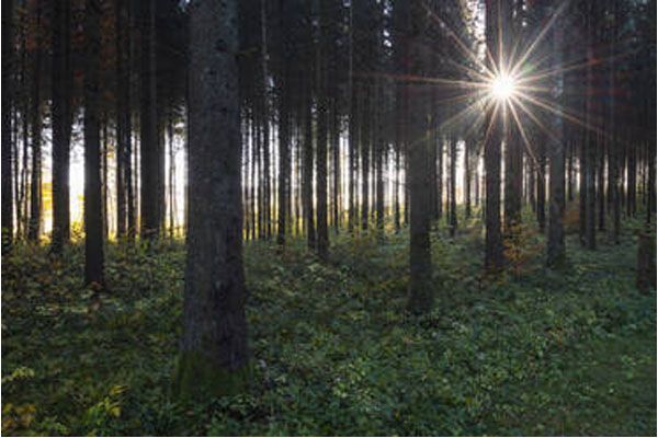 Bosque de Camaldoli