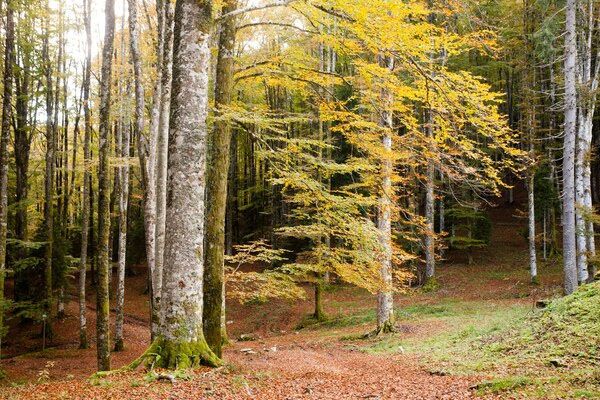 Bosque de Cansiglio