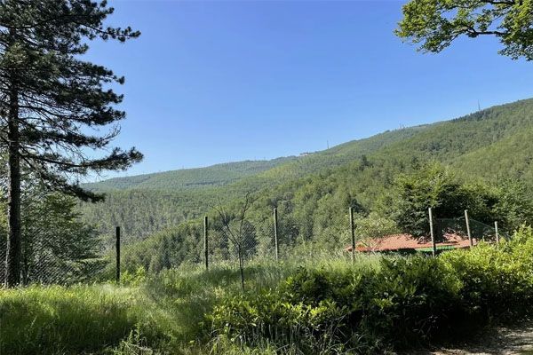 Bosque de Vallombrosa