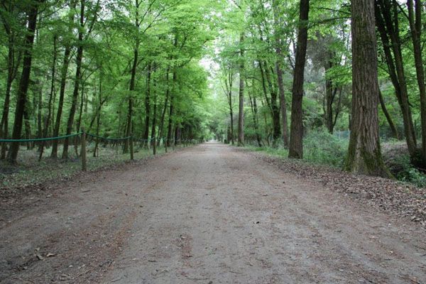 Bosque de a Mesola