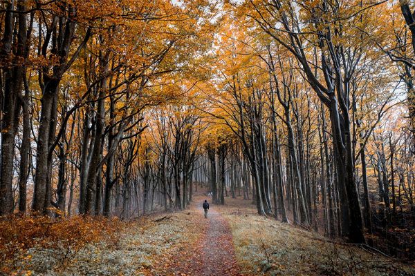 Bosques del Casentino