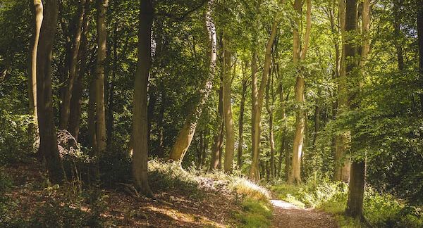 Le-10-migliori-foreste-in-Italia