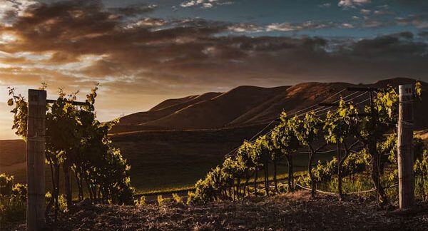 Top 10 dei vigneti in Italia