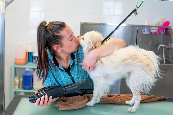 Giovane donna che asciuga i peli del cane Pomerania bianco nel salone di parrucchiere