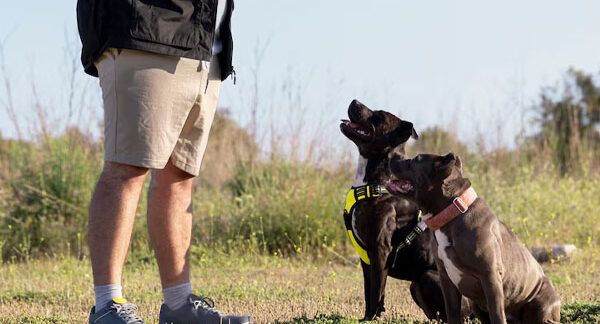 servizi di pet sitting a domicilio in Italia