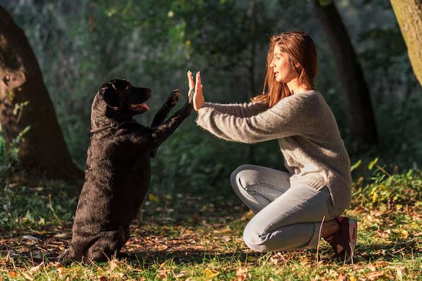 cane che dà il cinque al suo padrone nel parco per animali domestici