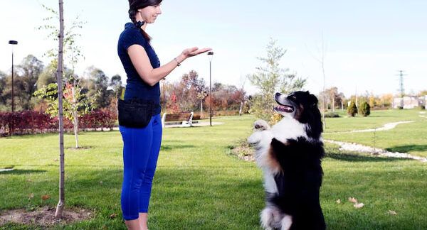 scuole per cani a Italia