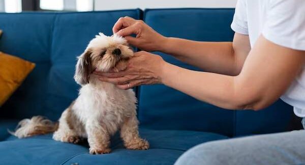 Le 10 migliori app per la cura degli animali domestici a Italia