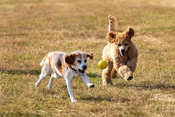 cani che giocano nel parco